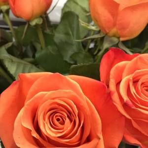 Meet your Posher, Lynne